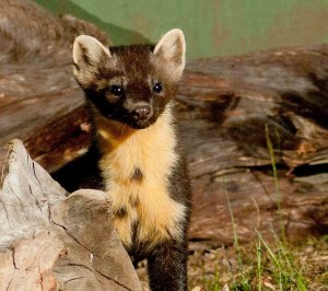 Pine marten in the wild. 